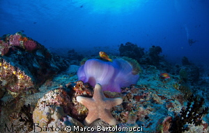 Stella con anemone by Marco Bartolomucci 